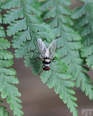 Anthomyia illocata