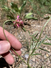 Onobrychis viciifolia
