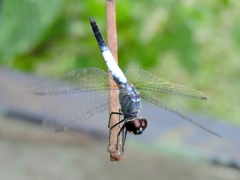 Brachydiplax farinosa