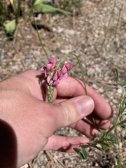 Onobrychis viciifolia