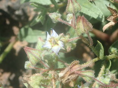 Trichodesma africanum