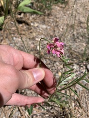 Onobrychis viciifolia
