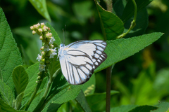 Appias libythea olferna