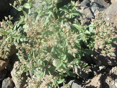 Trichodesma africanum