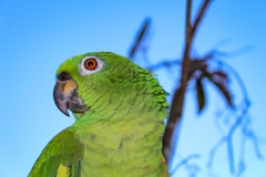 Amazona ochrocephala