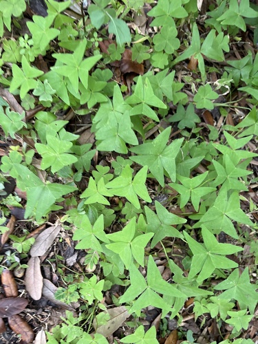 Oxalis dehradunensis, photograph 3