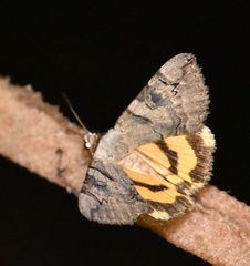 Catocala hymenaea