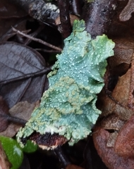 Punctelia subrudecta