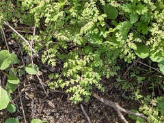 Phacelia tanacetifolia