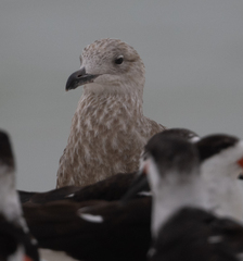 Larus argentatus