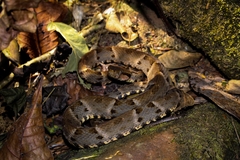 Bothrops atrox