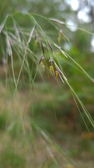Austrostipa pubescens