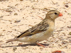 Vidua regia