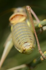 Sorapagus catalaunicus