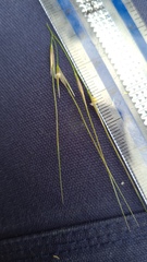 Austrostipa pubescens