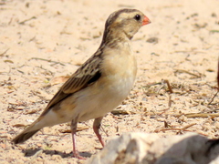 Vidua regia