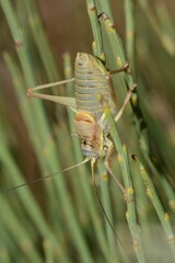 Sorapagus catalaunicus