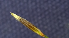 Austrostipa pubescens