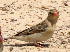 Vidua regia