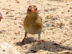 Vidua regia