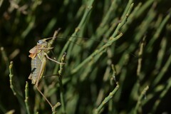 Sorapagus catalaunicus