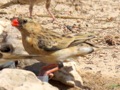 Vidua regia