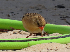 Vidua regia