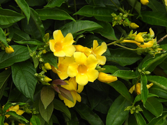 Allamanda cathartica