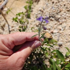 Polygala magdalenae