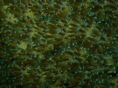 Galaxea fascicularis