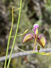 Polygala refracta