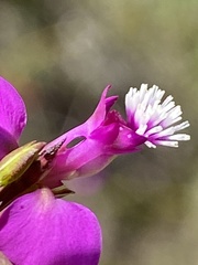 Polygala refracta