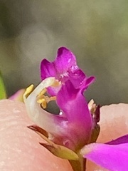 Polygala refracta