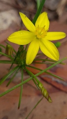 Tricoryne simplex