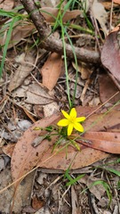 Tricoryne simplex