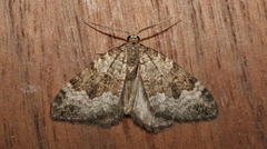 Colostygia aptata
