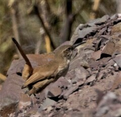 Upucerthia validirostris