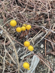 Solanum carolinense
