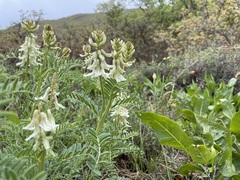 Astragalus drummondii