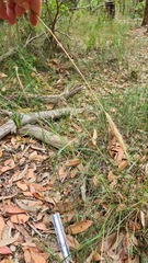 Dichelachne micrantha