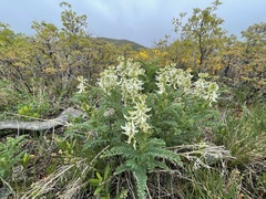 Astragalus drummondii