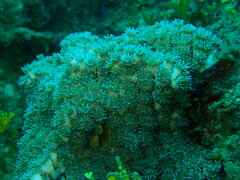 Galaxea fascicularis