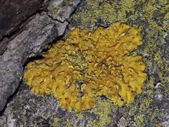 Xanthomendoza fallax