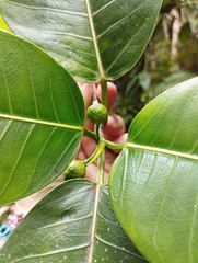Ficus adhatodifolia