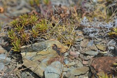 Sphingonotus rubescens rubescens