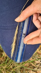 Dichelachne micrantha