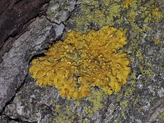 Xanthomendoza fallax