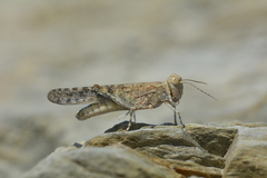 Sphingonotus rubescens rubescens