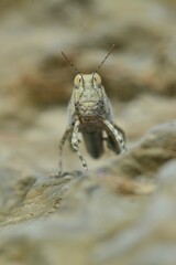 Sphingonotus rubescens rubescens