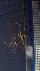 Dichelachne micrantha